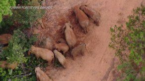 China usa drones y bananos para conducir a elefantes de vuelta a casa