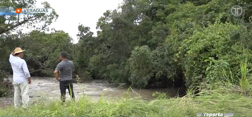 Fuertes lluvias en Calobre afectan campos de cultivos de arroz.