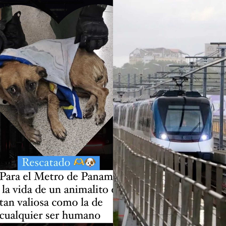 Metro de Panamá: Anuncia el rescate del perrito que detuvo en dos ocasiones el servicio.
