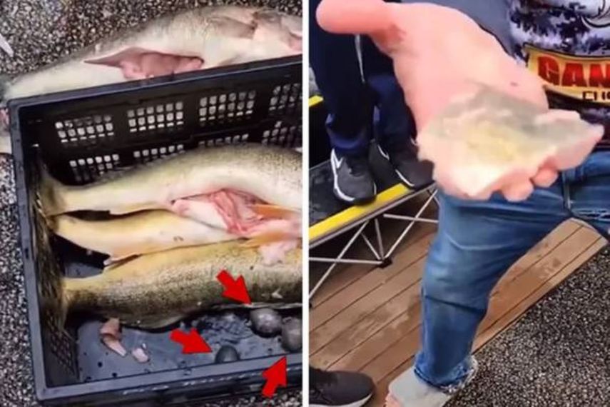 &nbsp;¡Tramposos! Dan diez días de cárcel a dos personas en torneo de pesca