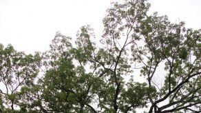 Alcaldía removerá árbol de caoba enfermo en cruce de vía España y vía Brasil