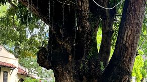 Alcalde Mayer Mizrachi denuncia robo de cordones de luz