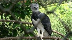 Ofrecen recompensa por información ayude a recuper águila harpía hurtada en Summit Ofrecen recompensa por información ayude a recuper águila harpía hurtada en Summit