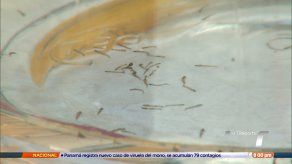 Más de 840 casos de dengue se han registrado en San Miguelito en el 2022