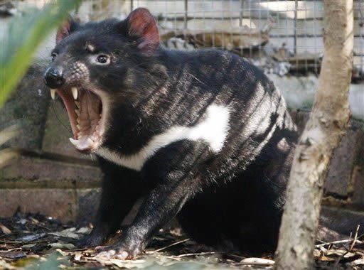 Los demonios de Tasmania evolucionan para resistir un cáncer que los aqueja