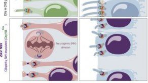 Identifican el mecanismo por el que el virus del Zika causa la microcefalia