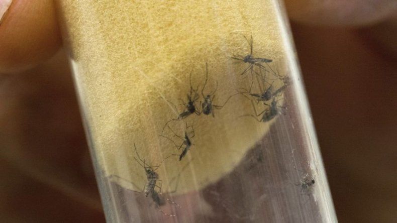 Panamá registra 73 casos de zika, detectan caso importado en Paitilla