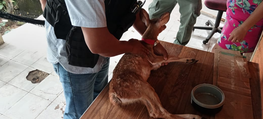 Policía Ambiental decomisa venado de cola blanca