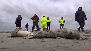 Expertos de la Agencia Federal de Pesca y fiscales inspeccionaron la costa.