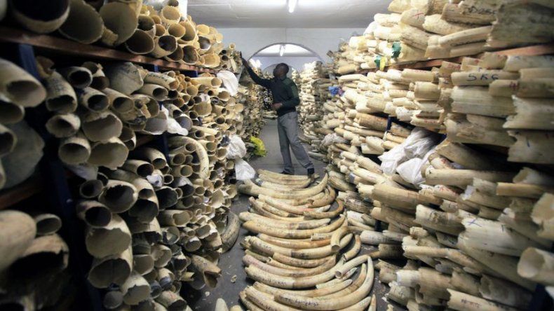 Revelan rápido declive en población de elefantes africanos
