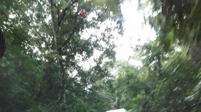 Caída de árbol sobre un camión afecta tráfico en la vía Forestal