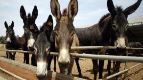 Roban burros en África para satisfacer demanda china