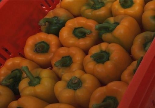Ají pimentón cultivado en Chiriquí se prepara para el mercado EEUU
