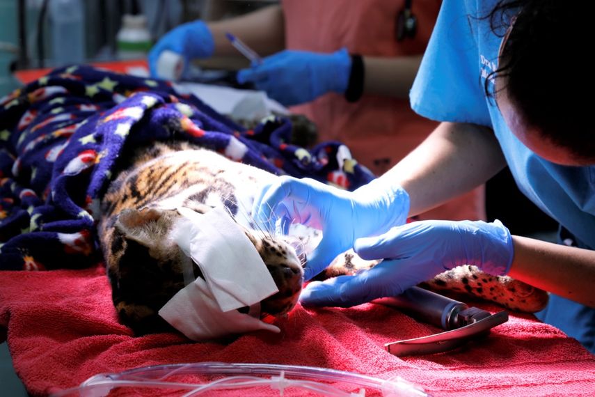 El hospital veterinario se encargará de atender a la fauna silvestre que sea rescatada con lesiones.