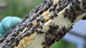 Investigan muerte de miles de abejas en Massachusetts