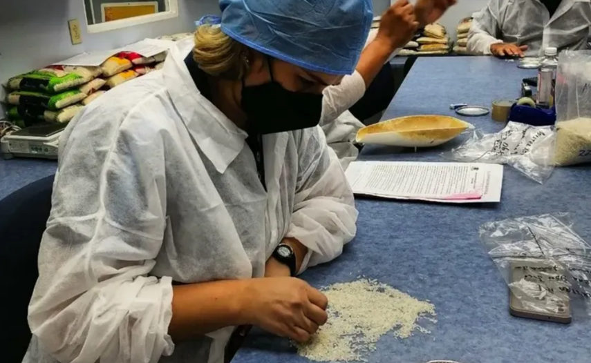 Metrología de la calidad del grano de arroz.