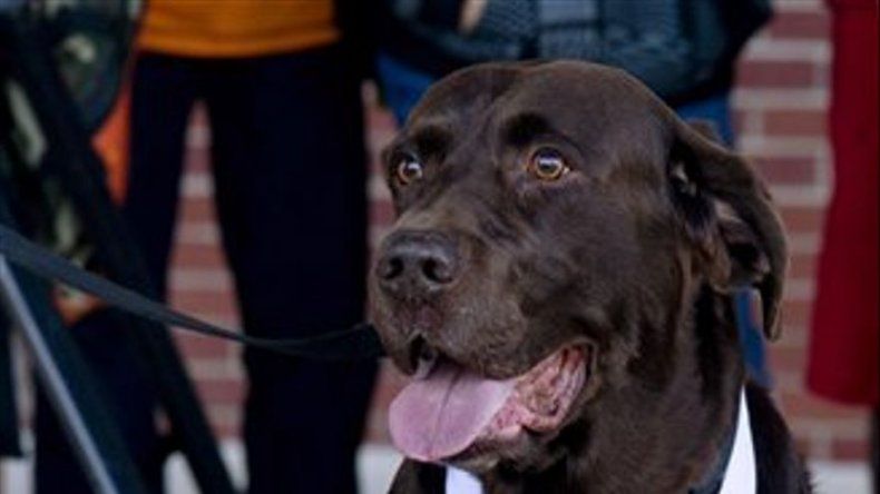 Perro de Indiana se cuela en maratón, gana medalla