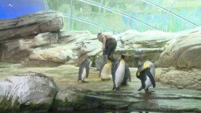 Pareja de pingüinos macho adoptan un huevo