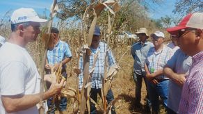 Gira de Intercambio de Conocimientos Fortalece la Producción de Maíz en Panamá