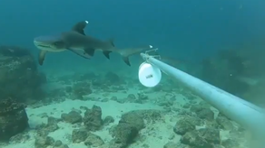 MiAmbiente monitorea tiburones.