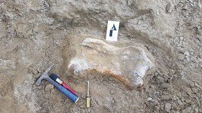 Encuentran fémur de perezoso gigante en exploraciones en el norte de Colombia