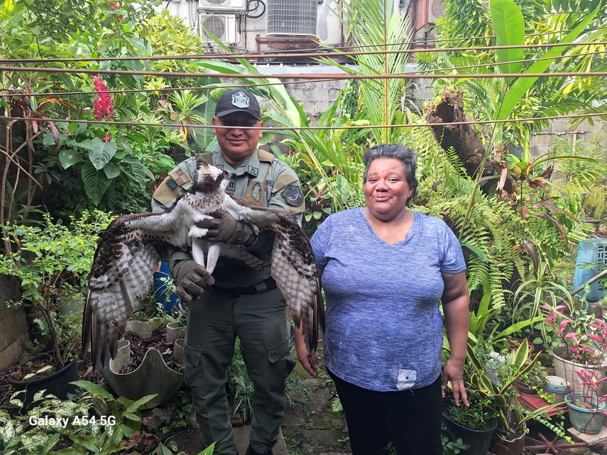 Policía Nacional rescató un águila pescadora&nbsp;