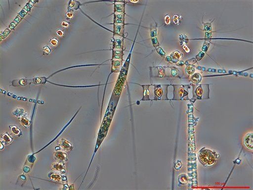Científicos buscan antitumorales en plantas como microalgas
