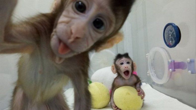 ONG animalista PETA ve clonación de monos como un espectáculo de terror
