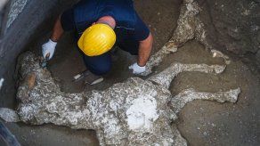 Hallan restos de caballo de carreras en Pompeya