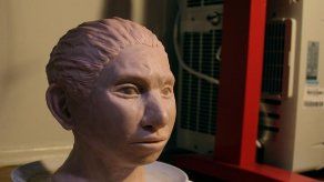 Científicos israelíes recrean la apariencia de un lejano primo del hombre