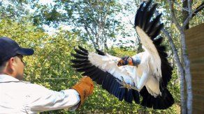 Nuevo aviario de Colombia alberga más de 135 especies