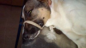Indignación por asesinatos de perros en Guararé