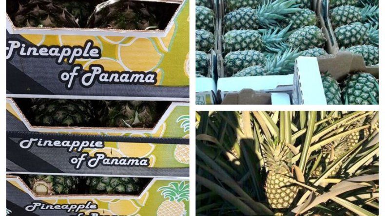 Unas 1600 cajas de piña son enviadas a Suiza bajo el sello Panamá Exporta