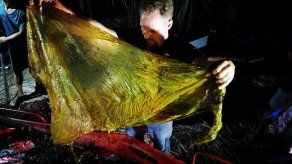 Filipinas: una ballena con 40 kg de plástico en su estómago muere de hambre