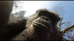 Chimpancé Tushi derriba dron en zoo holandés