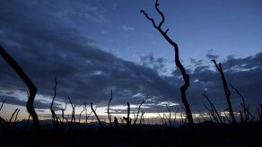 Bomberos logran algunos avances ante incendio forestal