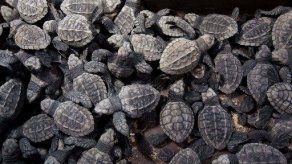 Ambientalistas hondureños liberan cerca de 30.000 tortugas en el Pacífico