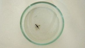 Minsa confirma dos casos positivos de malaria en Chiriquí