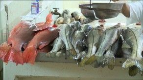 Disminuyen precios de algunos productos del mar