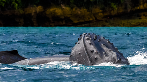Inicia temporada de avistamiento de ballenas jorobadas Inicia temporada de avistamiento de ballenas jorobadas