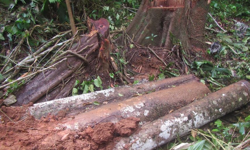 además de los árboles talados