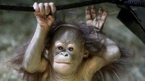 Presentan a crío de orangután en zoológico de Utah