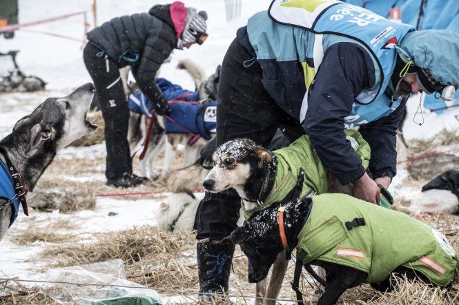 Carrera de trineos tirado por perros La Grande Odisea