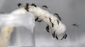 Smithsonian dice que mosquitos de bosques dañados transmiten más enfermedades