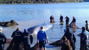 Liberan a ballena que quedó varada en la isla chilena de Chiloé