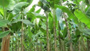 Colombia declara emergencia nacional por brote letal para el banano
