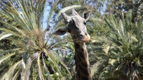 Una de las jirafas más longevas recibe nuevo compañero en Lima