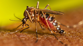 Minsa advierte de nueva cepa de dengue.