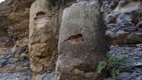 Brasil: Descubren un bosque de 290 millones de años