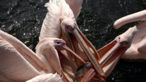 Pelícanos se alimentan en parque alemán